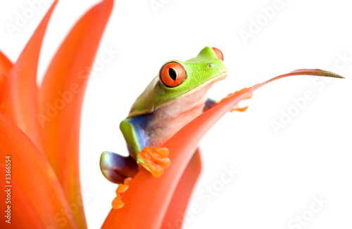 Photo: frog on a plant frog on a plant