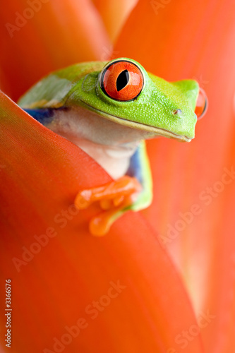 Foto: frog in a plant frog in a plant