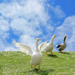 Photo en ligne au meilleur prix wild goose chase