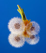 three dandelions on a mirror.