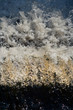 running water