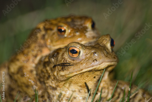 frog barbillon frog barbillon