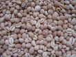 cowrie shells