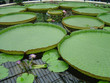 water lillies