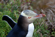 yellow eyed penguin