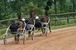 2 trotteurs