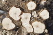 wood cut