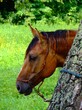 horse