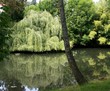 saule pleureur saule pleureur