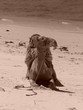 camel rides