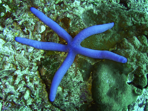 Photo: blue starfish blue starfish