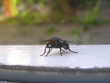 fly