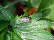 ladybug larva