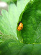 ladybug larva