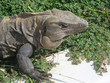 iguane du mexique