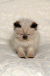 Himalayan Kitten III Himalayan Kitten III