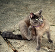 itchy cat