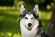 husky dog with multicolored eyes in the summer for