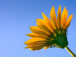 flower against a blue sky