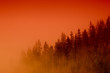 misty forest at sunset