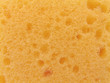 sponge