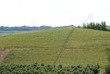 vigne di langa