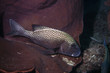 harlekin
