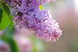 lilac blossoms branch