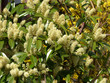 laurel