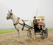 Photo en ligne au meilleur prix horse and a old-fashioned horse-drawn 1