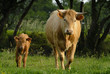 vache et son petit veau vache et son petit veau