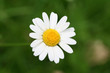 gänseblümchen