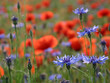 kornblumen