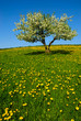 landscape with apple tree