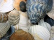 muscheln muscheln