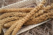 grappe de millet