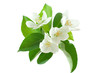 apple-tree blossom