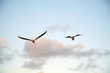 seagulls