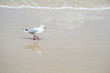 seagull