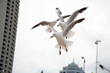 flock of seagulls