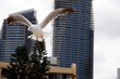seagull
