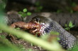 une couleuvre et plus qu'une demi-grenouille