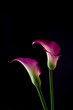purpurfarbene calla lilien