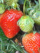frische erdbeere