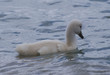 vilain petit canard