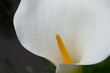 arum