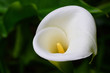 arum 1