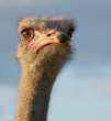 ostrich