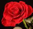rosa rosa