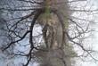 what tree